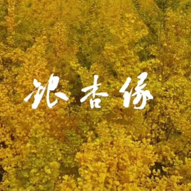 银杏缘