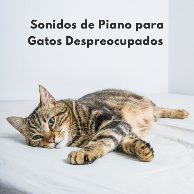 Sonidos De Piano Para Gatos Despreocupados