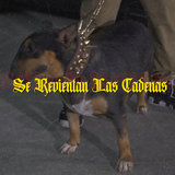 Se Revientan Las Cadenas