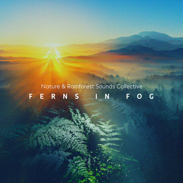 Ferns in Fog