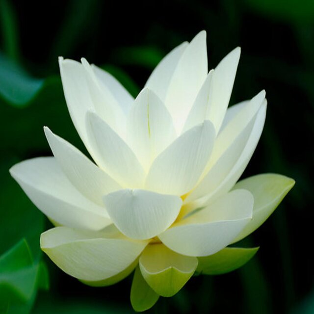 Purity