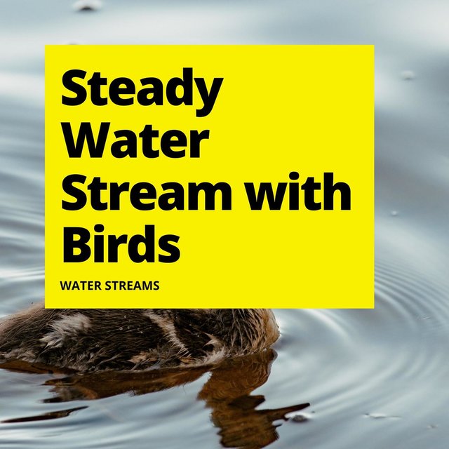 Steady Water Stream with Birds