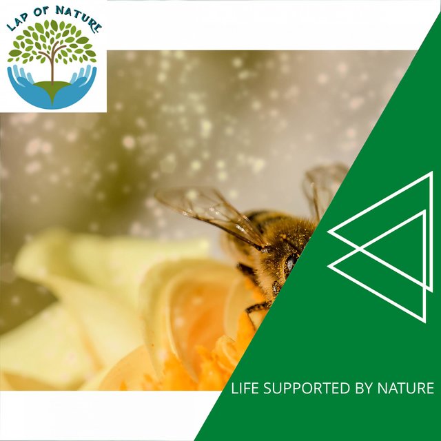Life Supported by Nature