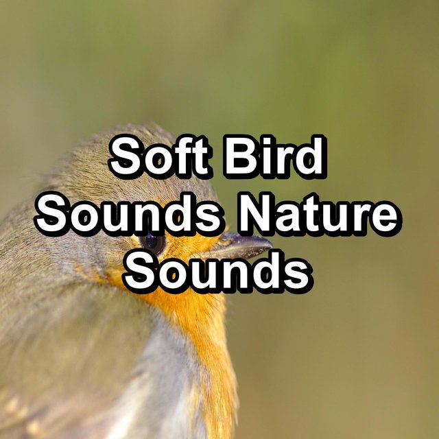 Soft Bird Sounds Nature Sounds
