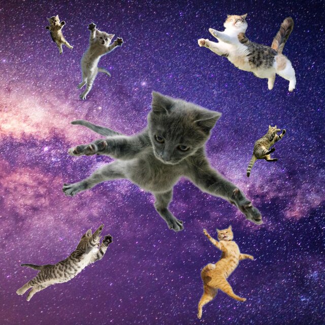 CATS!