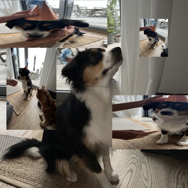 Min hund gör det han kan, och det räcker