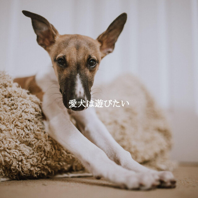 愛犬は遊びたい