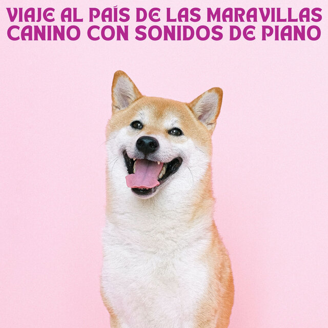 Viaje Al País De Las Maravillas Canino Con Sonidos De Piano