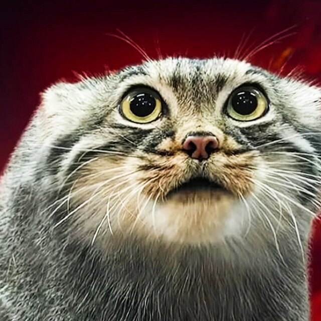 wonderful cat