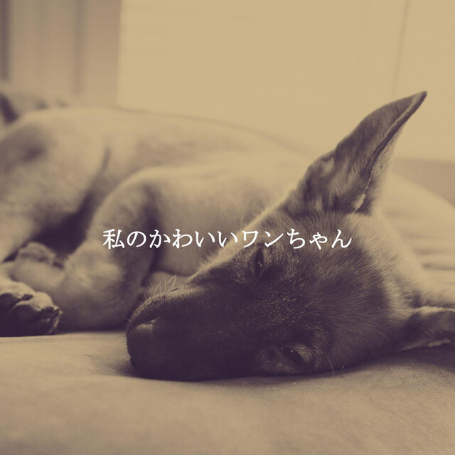 私のかわいいワンちゃん