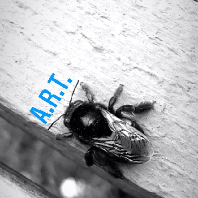 Coming Apart