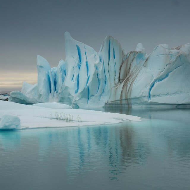Ice Bloom