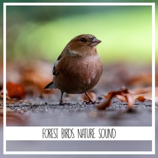 Forest Birds Nature Sound