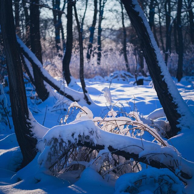 눈이 쌓인 산골짜기에서 (In a snow-covered mountain valley)