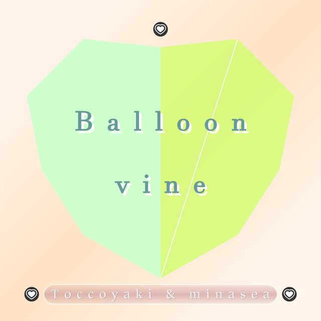 Balloon vine