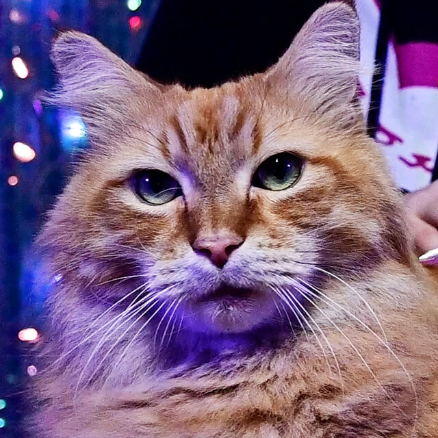 Cat Purring ASMR