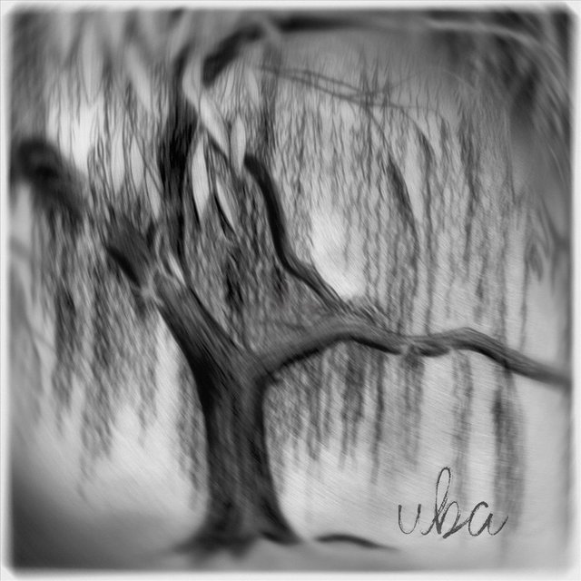 Ива