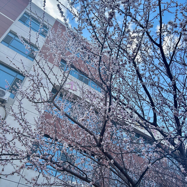 伪装