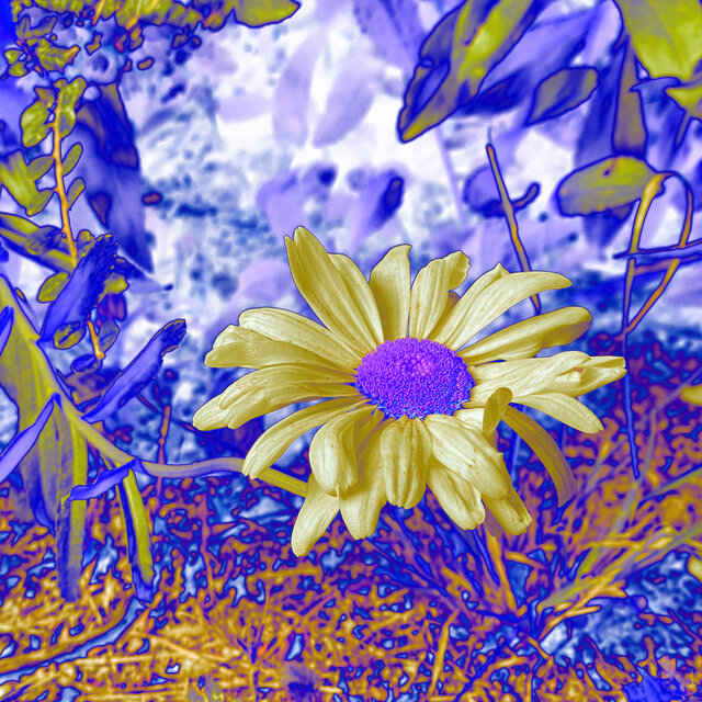 Primavera