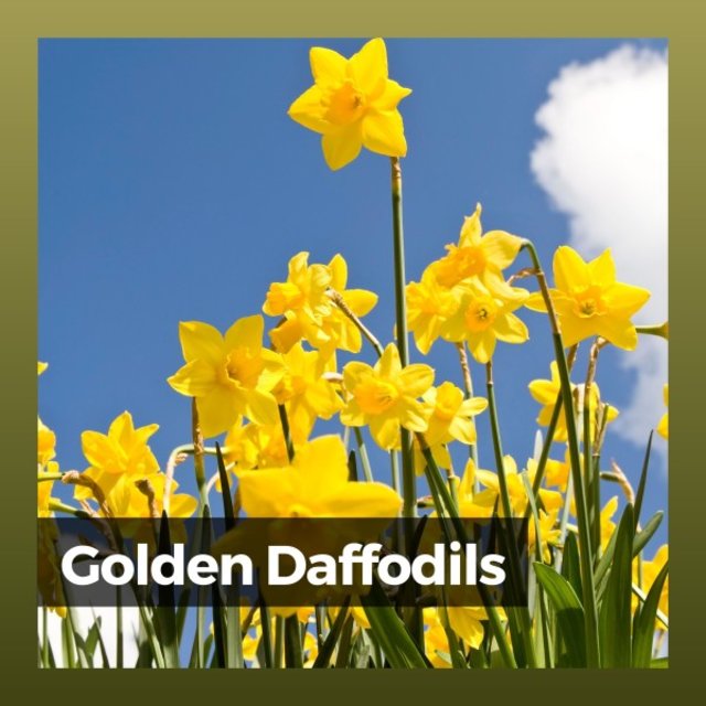 Golden Daffodils