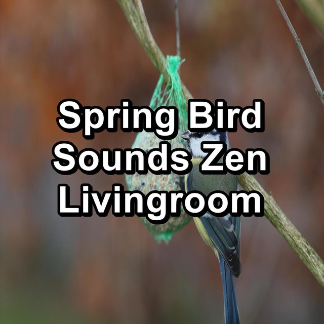 Spring Bird Sounds Zen Livingroom