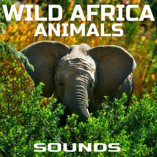Wild Africa Animals Sounds