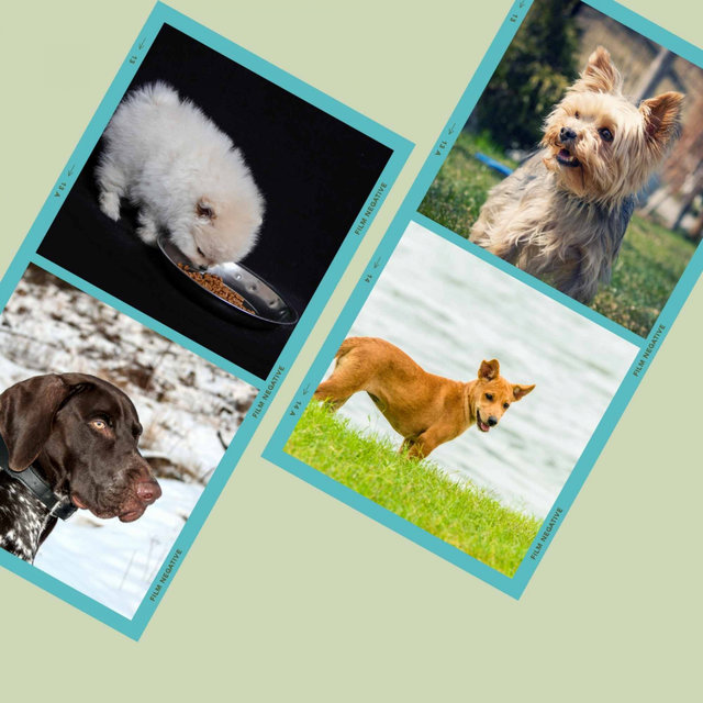 Echoes of Calming Your Puppies