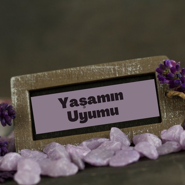 Yaşamın Uyumu