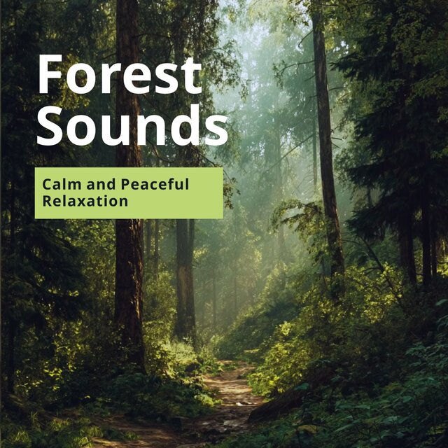 Forest Sounds: Calm and Peaceful Relaxation