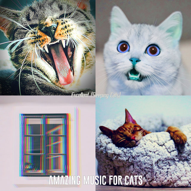 Excellent (Sleeping Cats)
