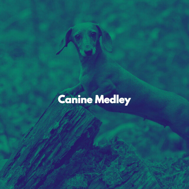 Canine Medley