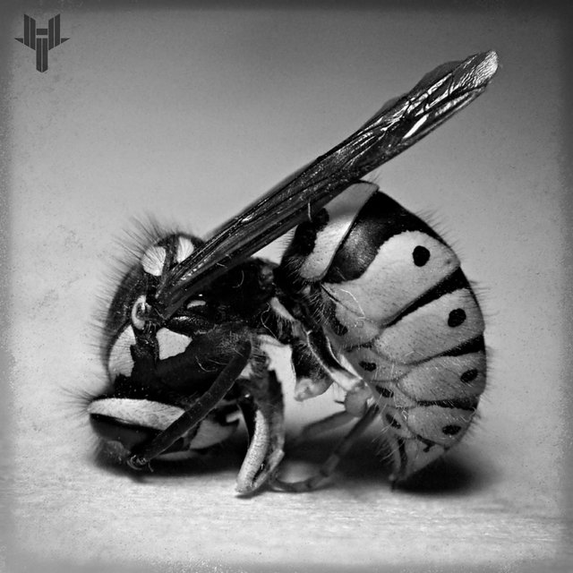 INSECTS