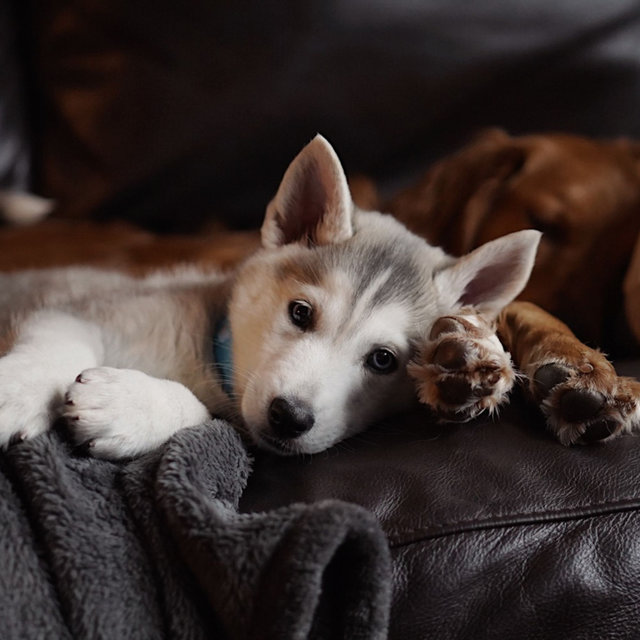 Music for Calming Your Puppy - Sensational Trumpet and Alto Sax