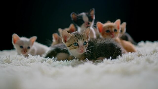 Alphabet Song Lullaby with Cats