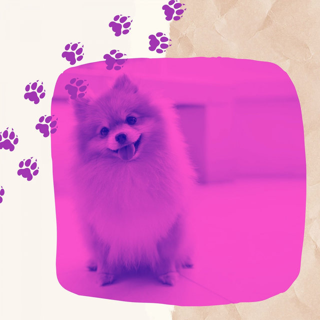 Guitar Music - Background for Doggy Naptime