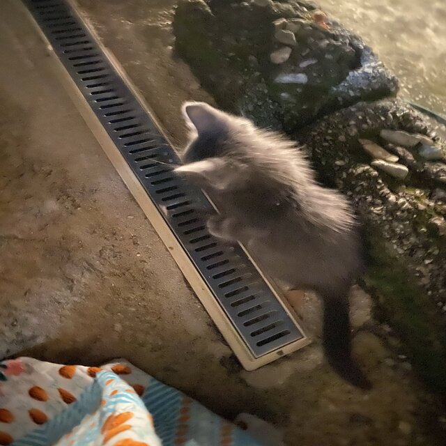 Quando o telefone toca