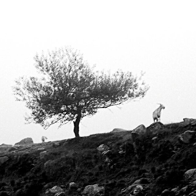 El Ultimo Arbol Sobre La Tierra