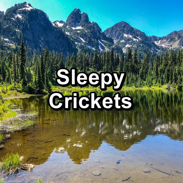 Sleepy Crickets
