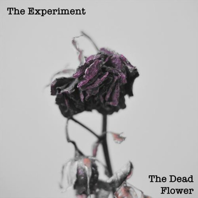 The Dead Flower