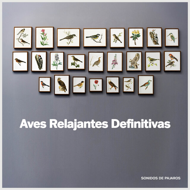 Aves Relajantes Definitivas