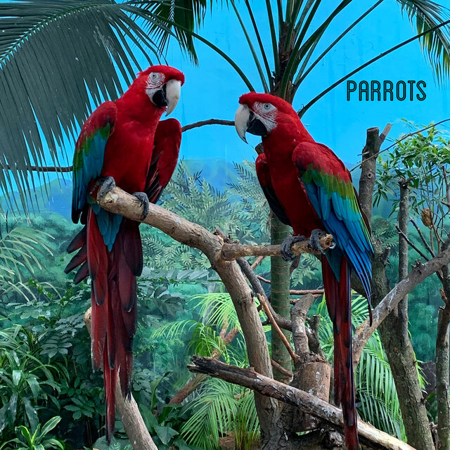 Parrots