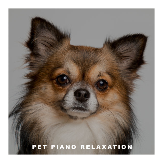 Pet Piano Relaxation