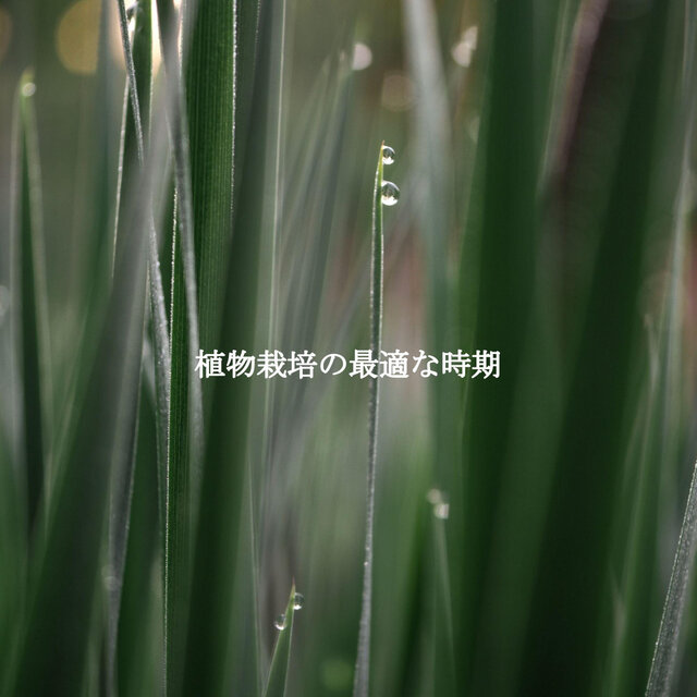 植物栽培の最適な時期