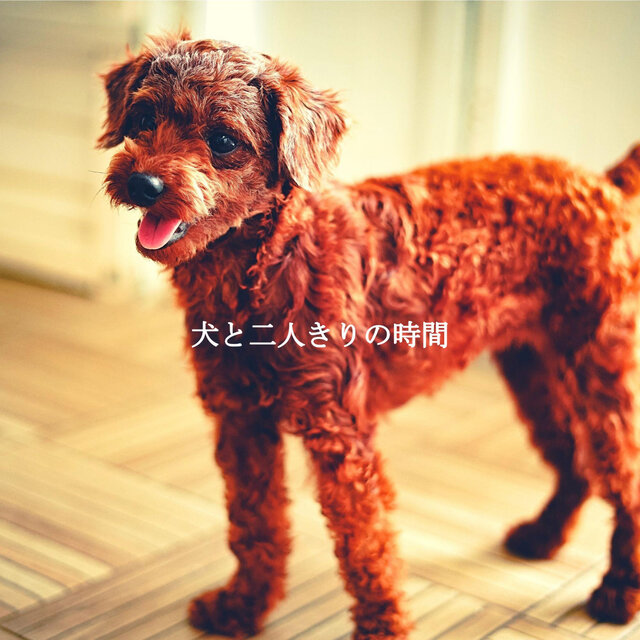犬と二人きりの時間