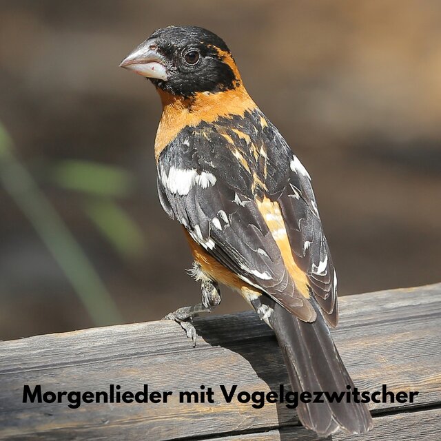 Morgenlieder mit Vogelgezwitscher
