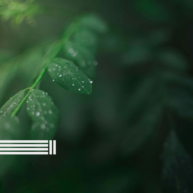 Sons Da Natureza: Chuva