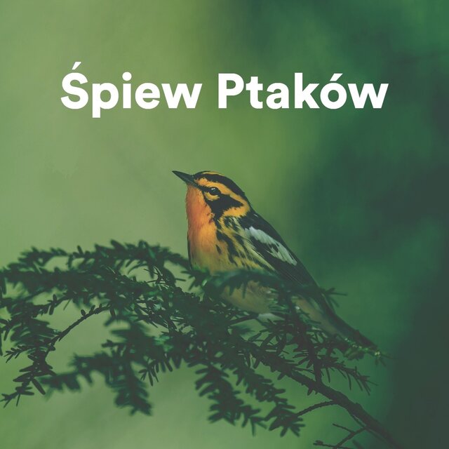 Śpiew Ptaków