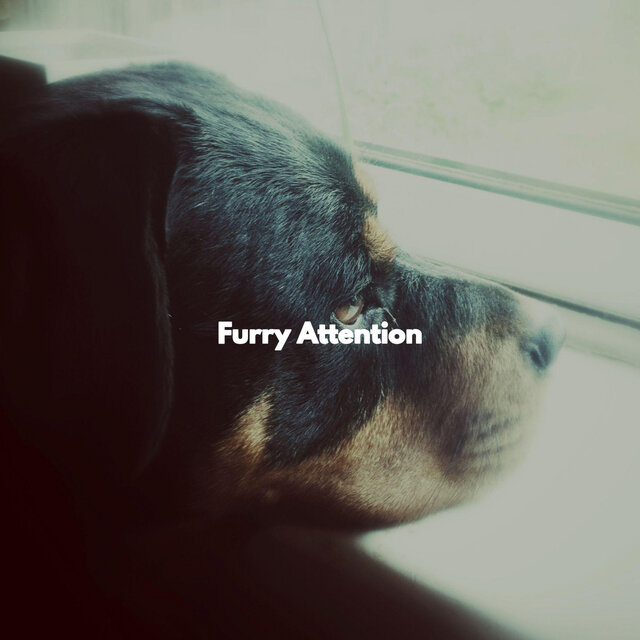 Furry Attention