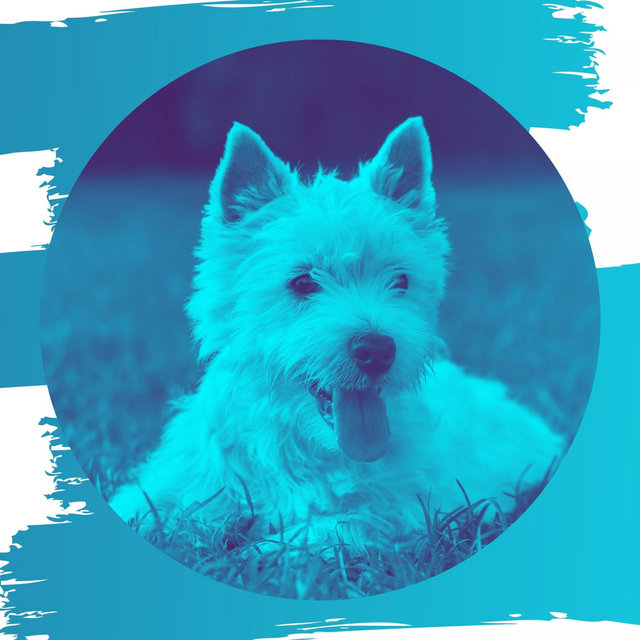 Festive Background for Relaxing Your Dog