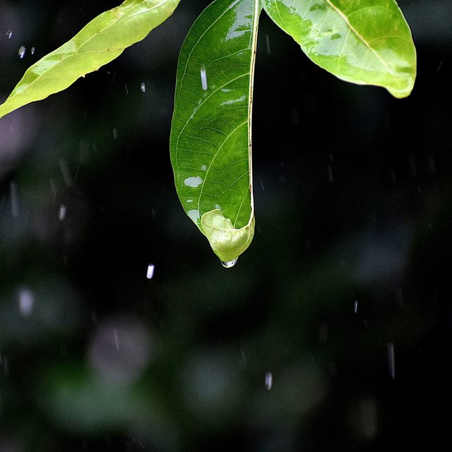 Rain Sounds Sleep: Meditation and Relax Rain and Ocean Sound